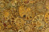Composite Plate Of Agatized Ammonite Fossils #130584-1